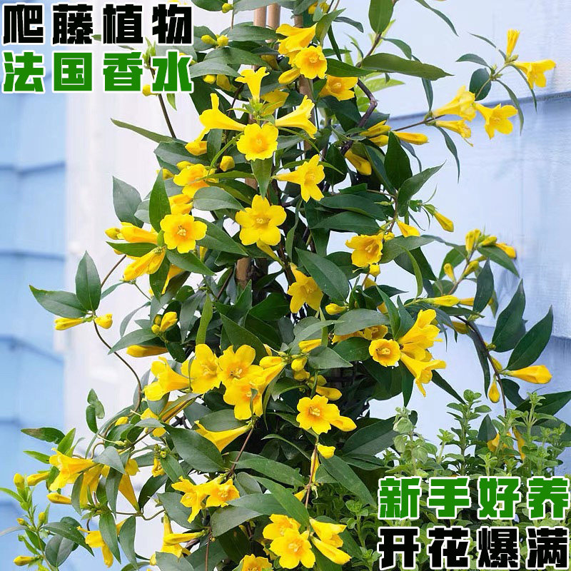 法国香水藤盆栽四季开花爬藤植物