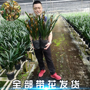 墨兰盆栽兰花苗宽叶大叶花卉植物带花苞办公室客厅净化空气绿植