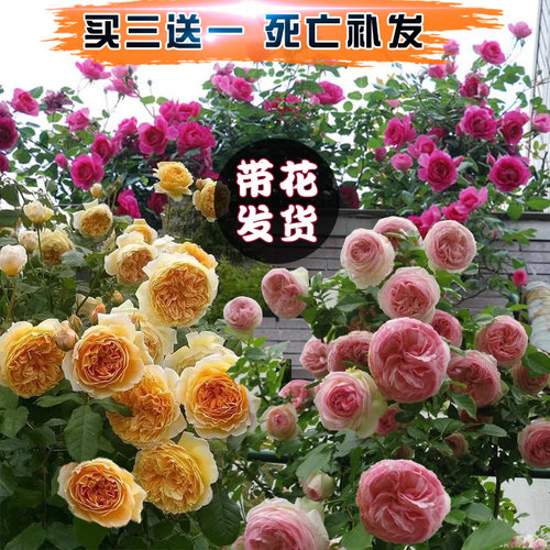 四季开蔷薇花苗月季小苗大花浓香爬藤植物花卉藤本月季庭院欧月