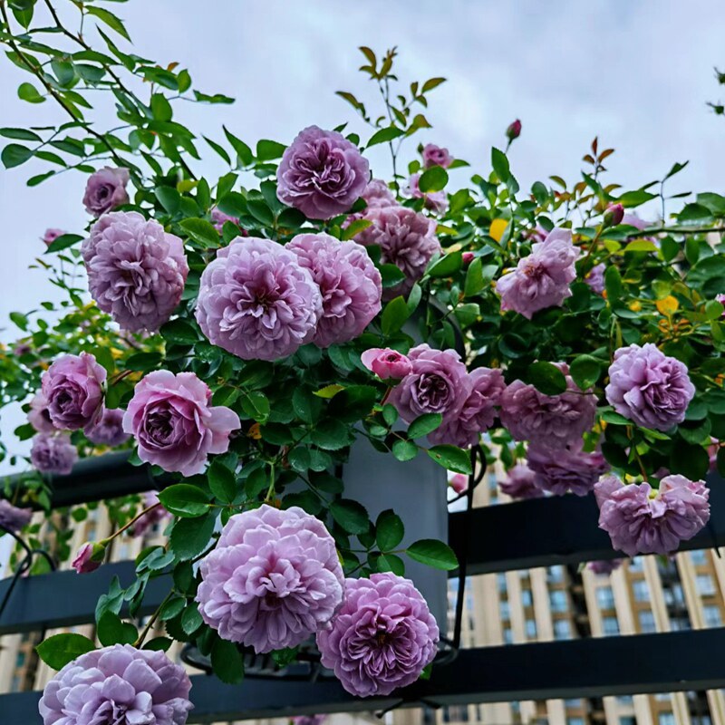 蓝色阴雨月季四季开花蔷薇花苗庭院阳台垂吊爬藤植物藤本月季欧月