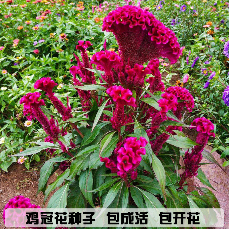 四季播种鸡冠花种子草花花籽花卉植物种子多年生庭院耐寒草花种子
