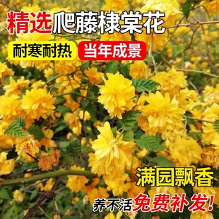 棣棠花苗重瓣大花盆栽庭院室外爬藤植物耐寒耐热藤蔓攀援花卉四季