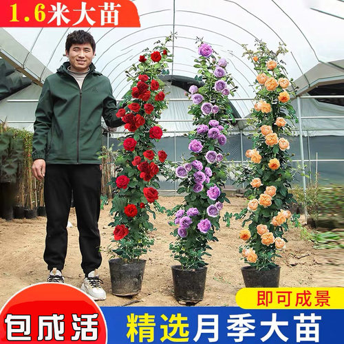 四季开月季花苗特大花蔷薇大苗浓香型庭院阳台爬藤攀援植物欧月
