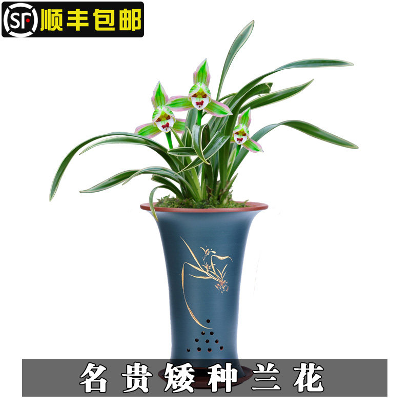帝王妃兰花 黑雪姬 凤凰冠金边线艺矮种兰花墨兰建兰精品名贵兰草