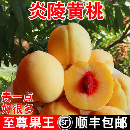 湖南正宗炎陵黄桃当季孕妇黄桃新鲜水果高山锦绣桃子果王顺丰包邮