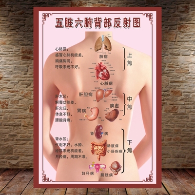 背部人体经络穴位图图解挂图