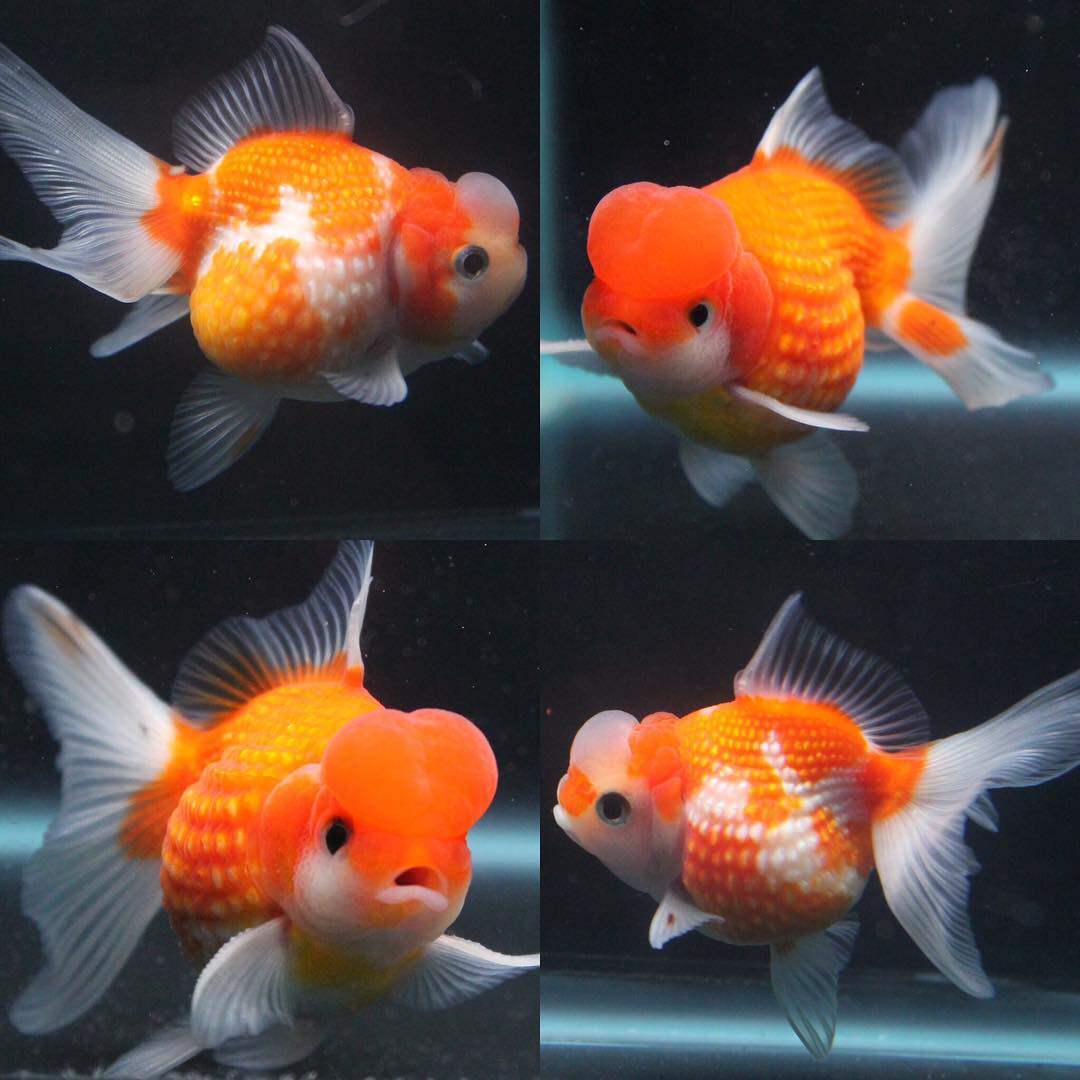 金鱼活体淡水小型小金鱼包邮冷水鱼 价格 多少钱 优惠券 优惠信息 第7页 购物没得比官网