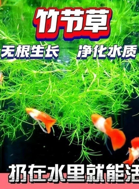 水草养鱼专用印度竹节蜈蚣草鱼缸底部活水草无根增氧净化水质植物