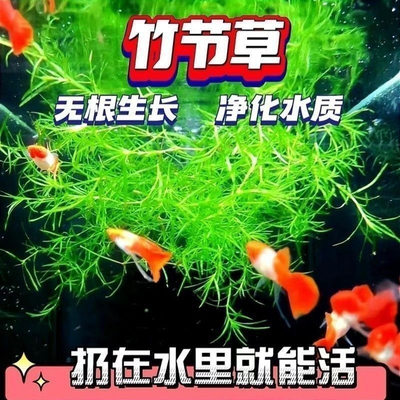 水草养鱼专用印度竹节蜈蚣草鱼缸底部活水草无根增氧净化水质植物