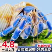 陆生寄居蟹宠物活物淡水草莓短腕紫陆灰白深紫观赏蟹活体懒人宠物