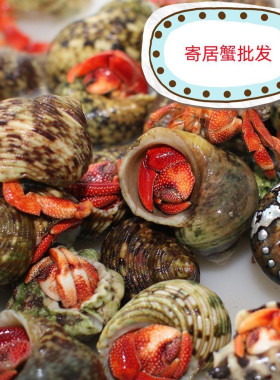 【寄居蟹批发】网红小宠物观赏宠物蟹摆摊夜市短腕灰白深紫便宜