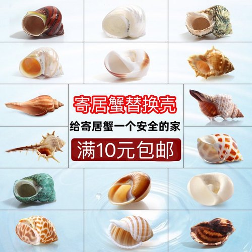 寄居蟹替换螺壳天然海螺造景装饰