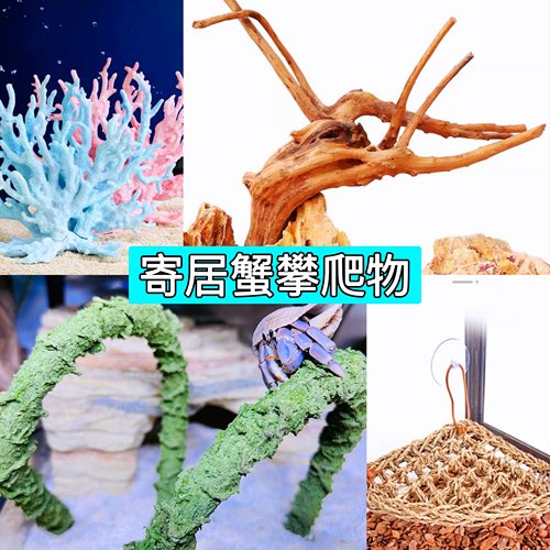 寄居蟹攀爬杜鹃根藤条造景爬宠