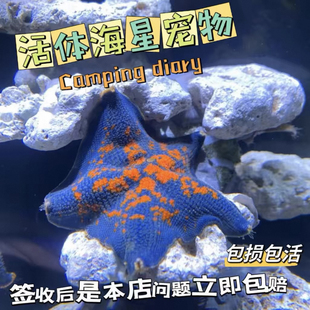 迷你海洋生物海燕林氏满天星学生懒人海星用品海盐粮 海星活体