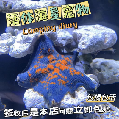【海星活体】迷你海洋生物海燕林氏满天星学生懒人海星用品海盐粮