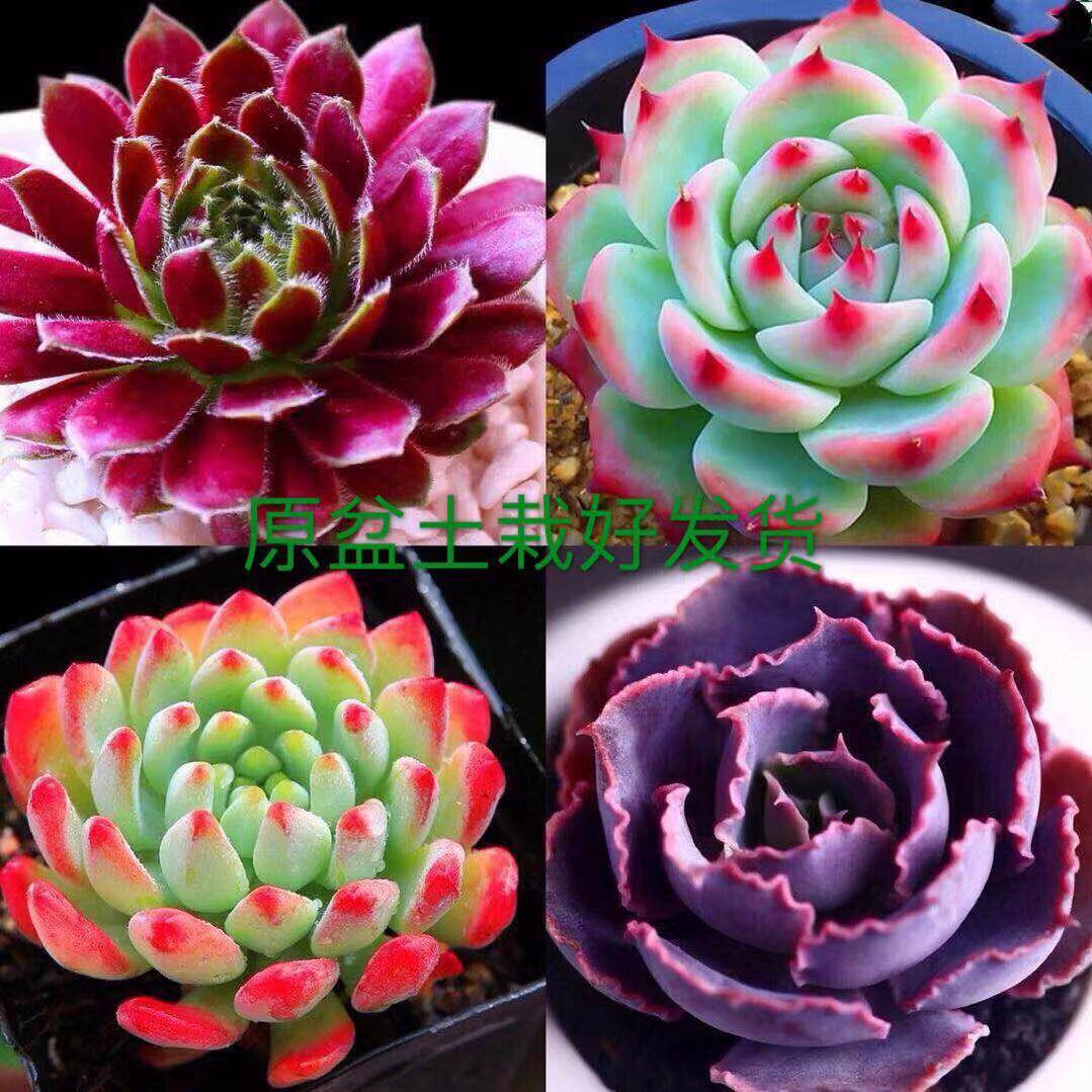多肉植物稀有品种吉娃娃价格 多肉植物稀有品种吉娃娃图片 星期三
