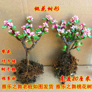 多肉植物金枝玉叶雅乐之舞肉肉老桩大颗好养开花室内花卉盆栽盆景