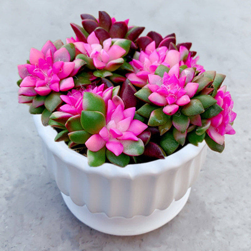 多肉植物吹雪松锦花卉盆栽绿植室内老桩法师套餐稀有品种多头