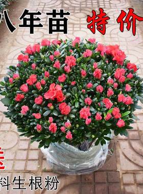 紫色杜鹃花盆栽带花苞发老桩大棵四季开花植物室内外阳台好养易活