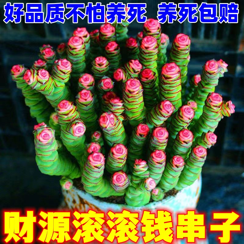 彩色钱串多肉大盆植物子头群