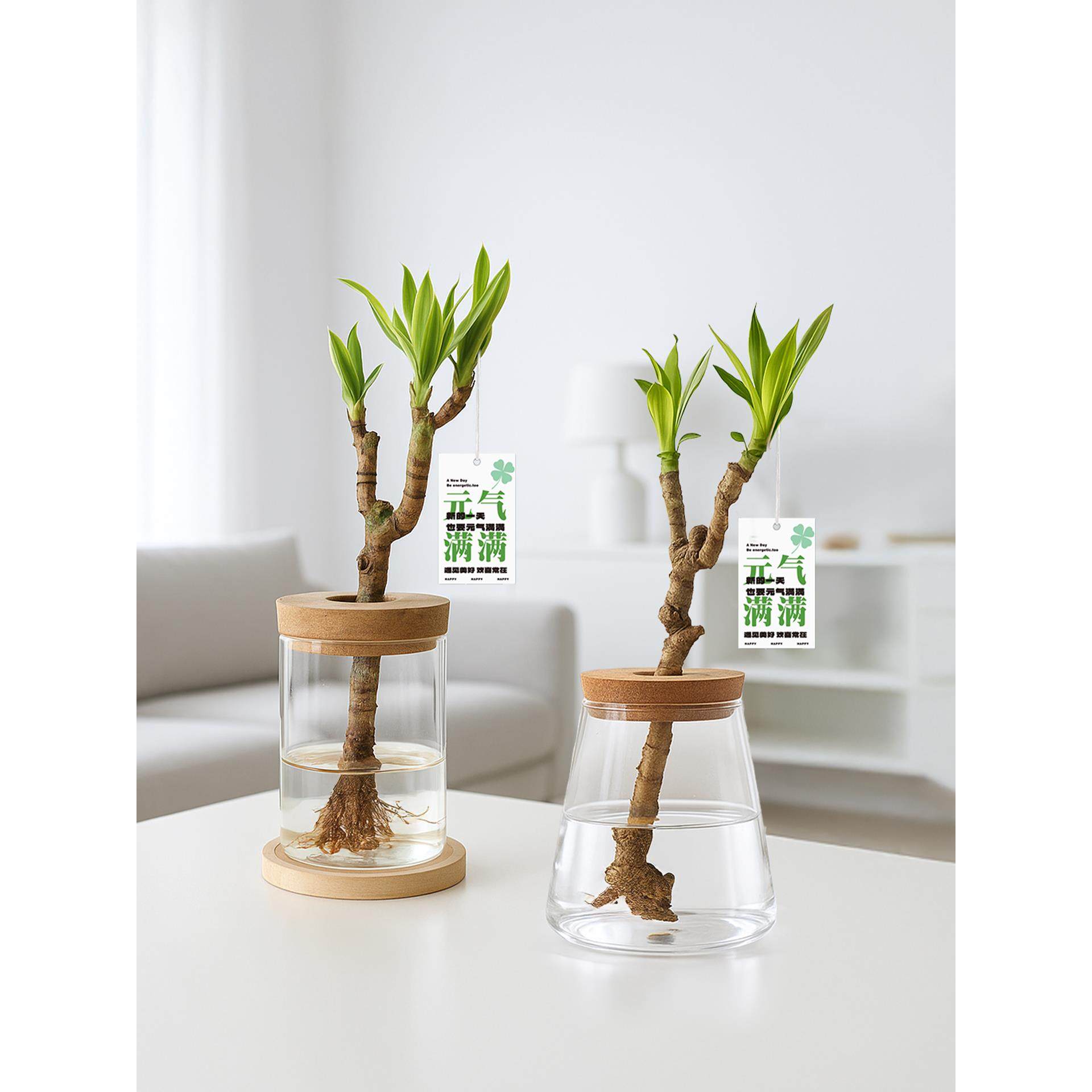 美人桩巴西铁水培水养办公室内好养绿植盆栽四季常青客厅桌面植物,鲜花速递/花卉仿真/绿植园艺,时令草本花卉,淘宝优惠券,粉丝福利购,淘宝优惠卷