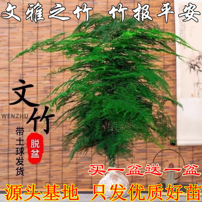 文竹盆栽植物办公室内绿花