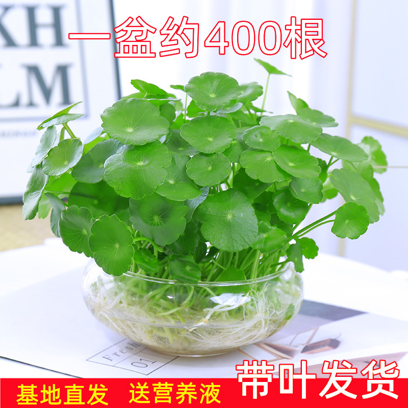 铜钱草水培植物室内好养盆栽