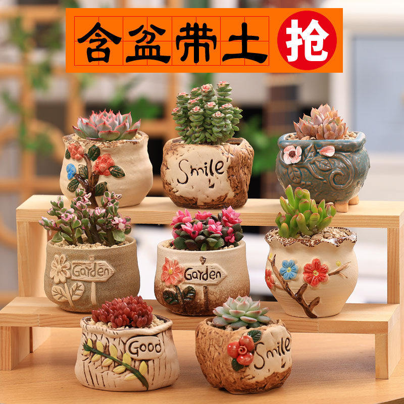 多肉植物含盆土组合桌面室内小盆栽陶瓷花盆老桩玉露桃蛋肉肉植物