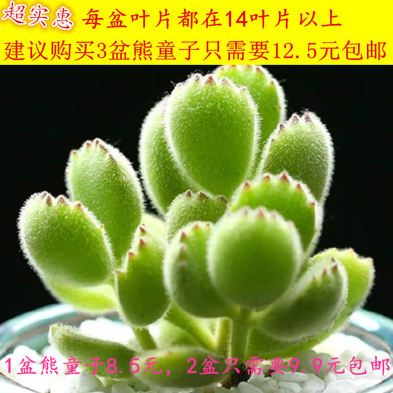 多肉植物组合盆栽熊童子白熊白锦桃蛋绿植花卉室内多肉公室