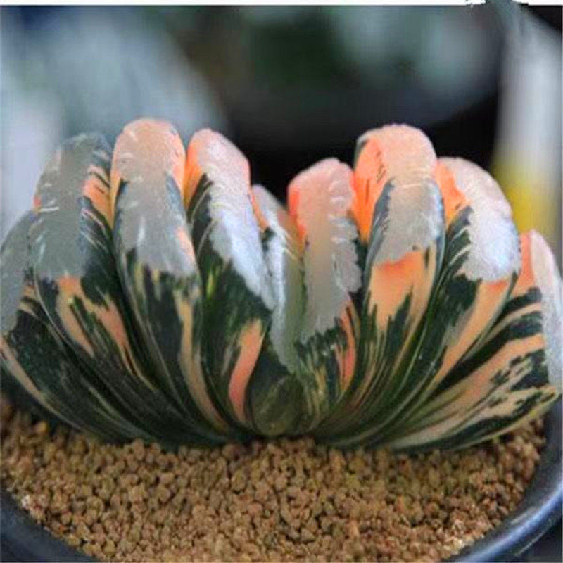 贵货玉露多肉植物电影玉扇福娘玉扇福屋玉扇黑武泰玉扇万象盆玉露