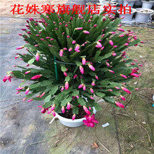 多年生长龙骨嫁接锦上添花苗蟹爪兰1
