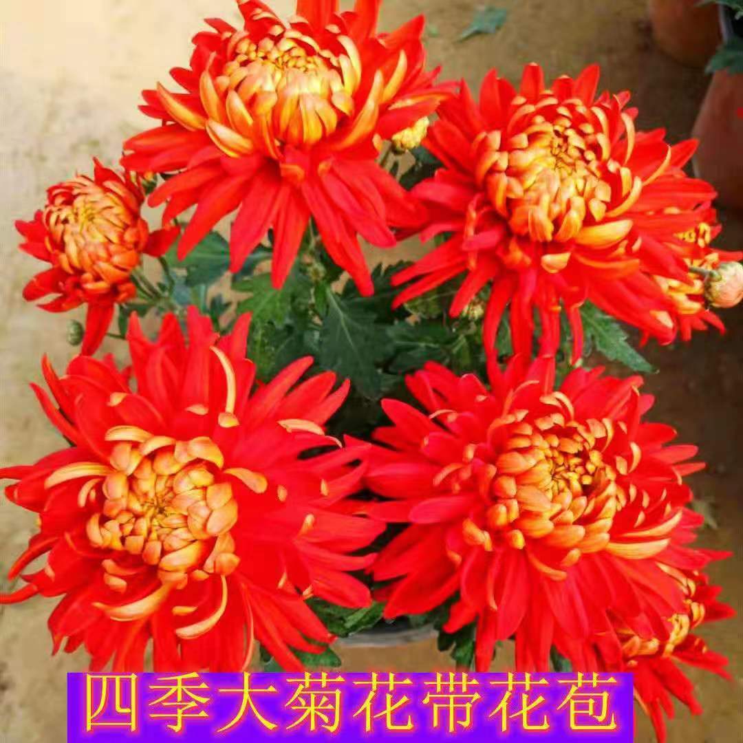 花姝寒菊花草本卉阳台