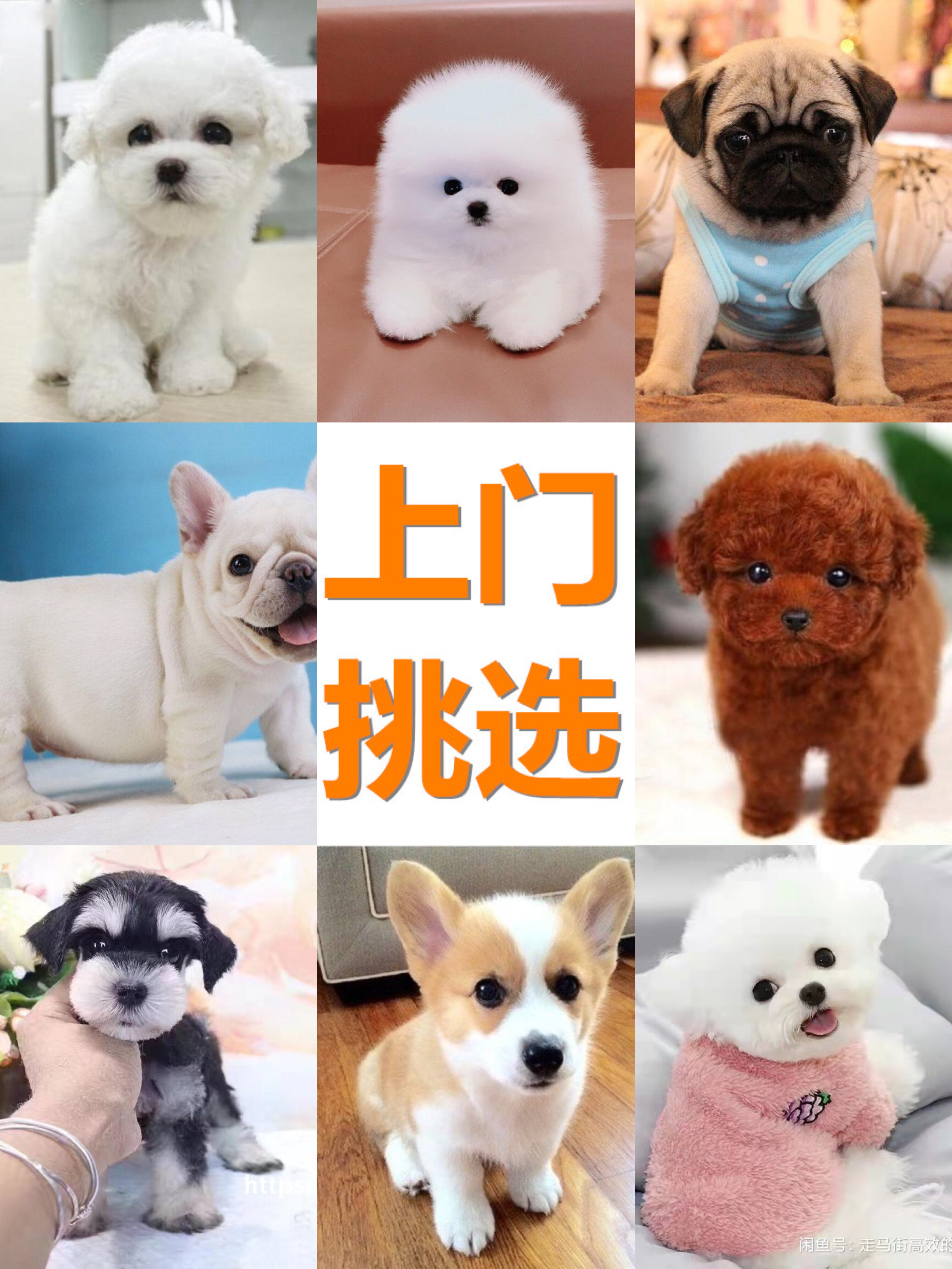 纯种博美小型犬活体白色柯基萨摩耶阿拉斯加柴犬马尔济斯泰迪幼犬