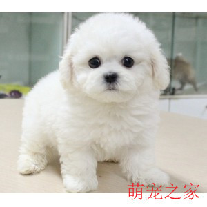 纯种比熊幼犬小体比熊犬长不大茶杯犬活体小型犬家养宠物狗狗