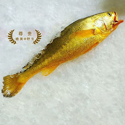 酒店专用野化大黄鱼黄花鱼海鲜水产鲜活黄鱼冷冻黄金鱼顺丰包邮