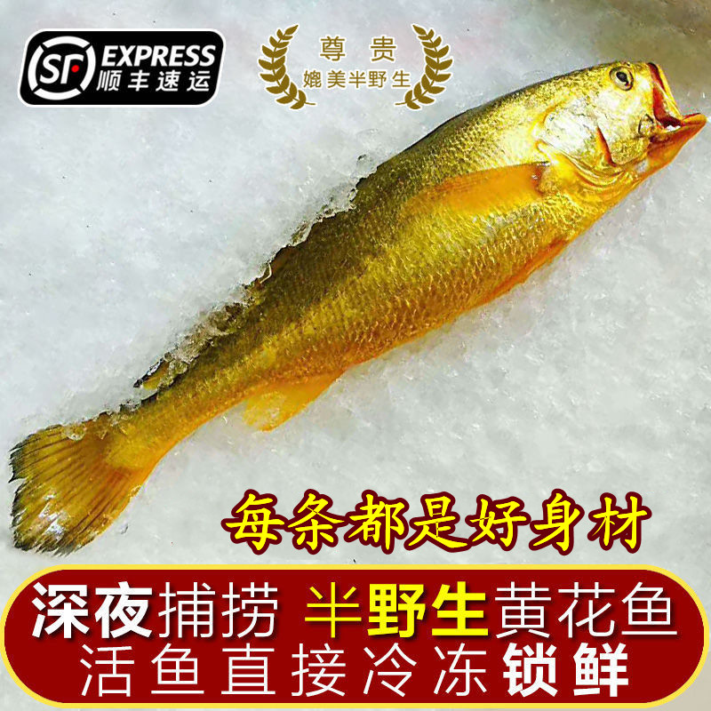 大黄鱼半野生顺丰包邮一斤两条