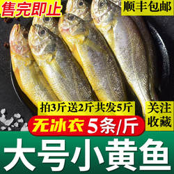 海捕小黄鱼5斤福建黄花鱼鲜活水产黄鱼新鲜海鲜冷冻海黄瓜鱼2500g