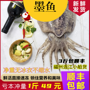 福建新鲜海鲜天然墨鱼鲜活大墨鱼乌贼目鱼冷冻水产墨斗鱼火锅烧烤