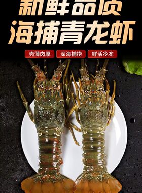 小青龙大龙虾海鲜冷冻1斤左右