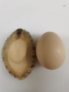 特大新鲜鲍鱼肉冷冻去壳去内脏大鲍鱼福建海鲜火锅纯肉13个一斤