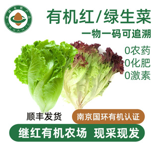 南京继红农场有机罗莎红生菜沙拉凉拌蔬菜新鲜红叶生菜沙拉绿生菜