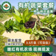 有机蔬菜套餐5份 南京继红有机农场 时令新鲜采摘沙拉生吃配送