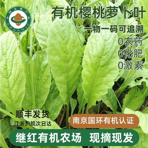 【继红有机农场】有机樱桃萝卜叶新鲜采摘时令蔬菜有机蔬菜