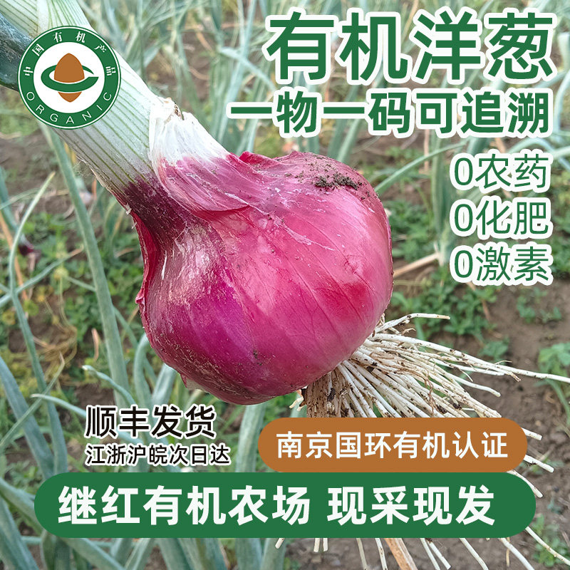 继红有机农场有机红洋葱露天新鲜蔬菜现挖现发绿色应季