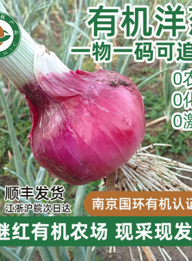 继红有机农场有机红洋葱露天新鲜蔬菜现挖现发绿色应季