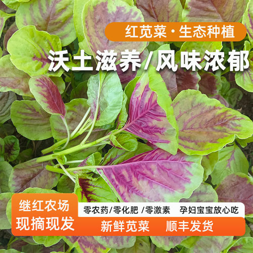 继红农场红苋菜现摘现发顺丰
