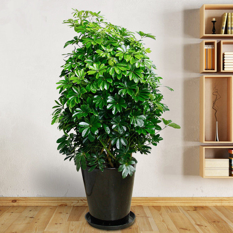 发财树摇钱树大盆栽绿植公司开业户外乔迁招财榕树鸭脚木客厅植物