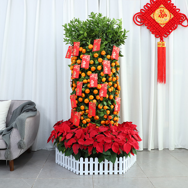 春节年宵花卉橘朱砂桔橘子金桔子树盆栽绿植公司年会门头喜庆盆栽