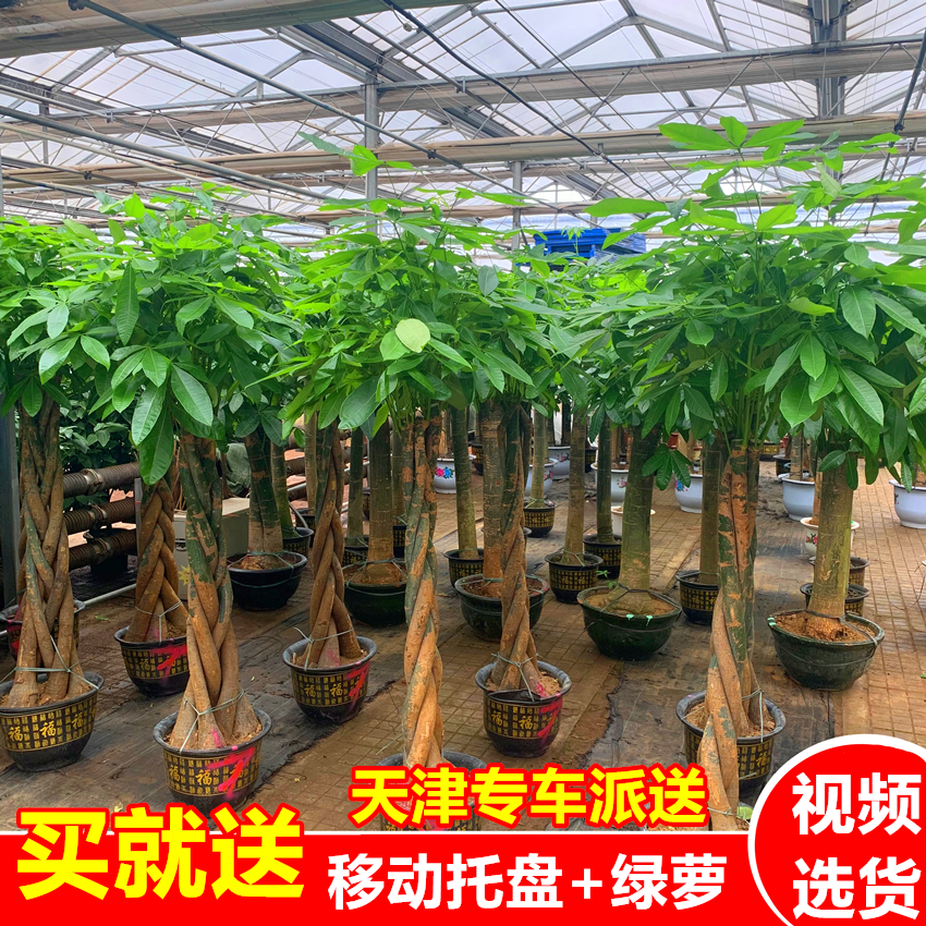 发财树盆栽招财树绿植公司开业客户送礼乔迁搬家客厅室内天津植物