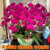 年宵花卉春节送蝴蝶兰盆栽客厅公司领导长辈礼物品带花苞同城配送